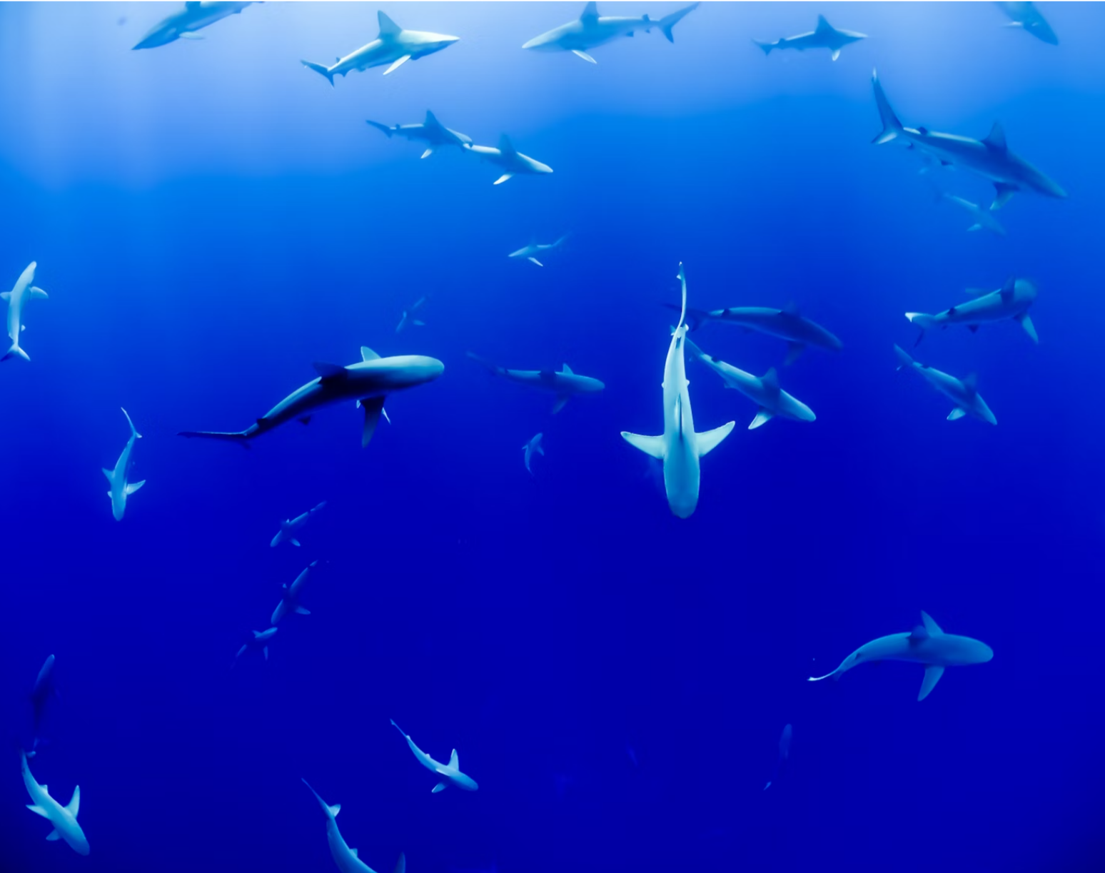 Shark Investors Tribe